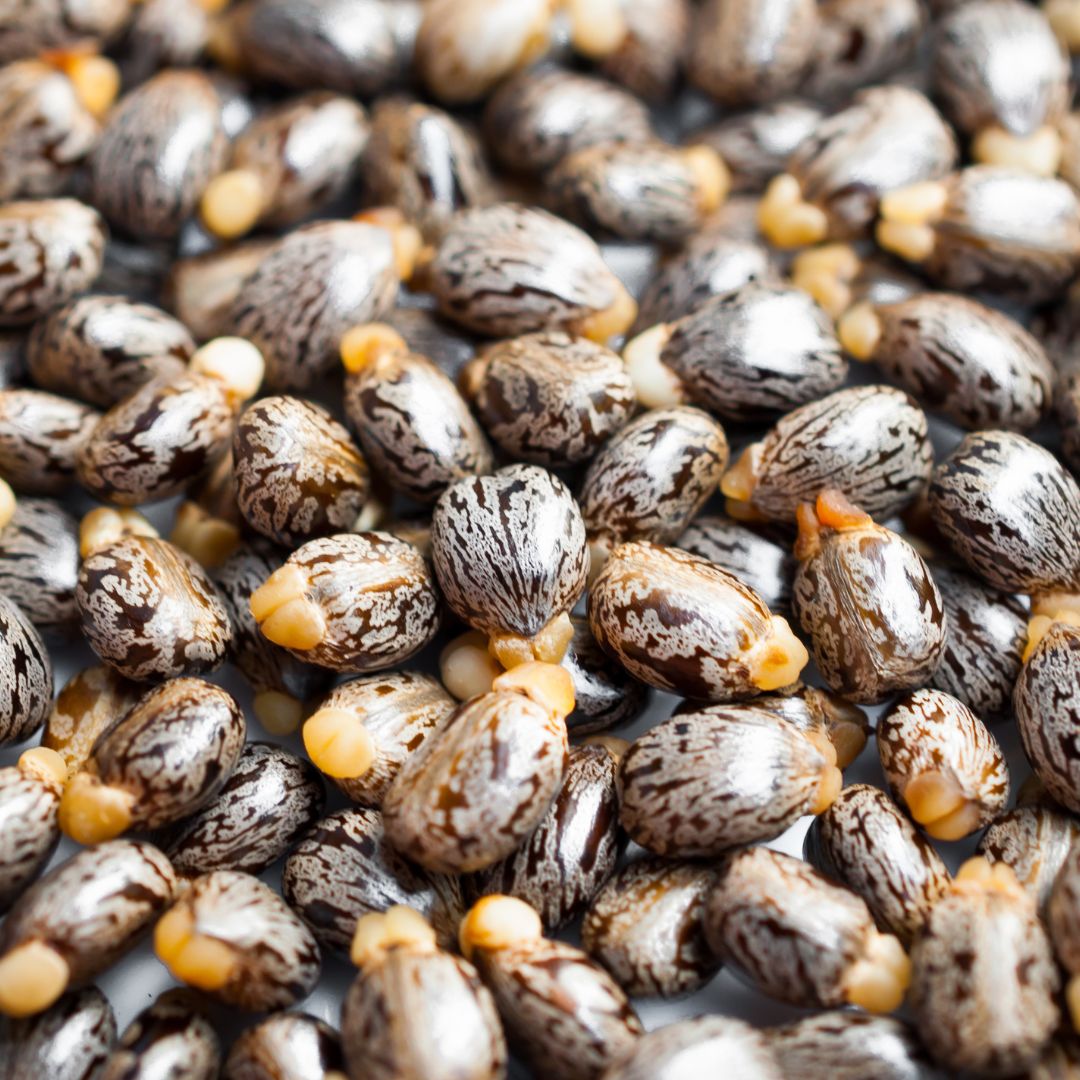 Castor: Nature’s Multi-tasker